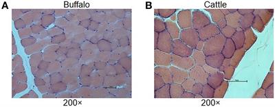 Comparison of Long Non-Coding RNA Expression Profiles of Cattle and Buffalo Differing in Muscle Characteristics